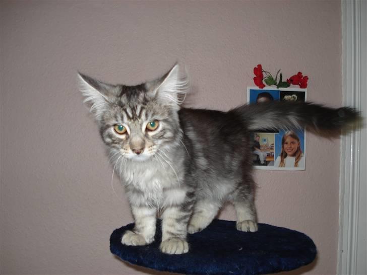 Maine Coon Diego - Hvem der!!! billede 12