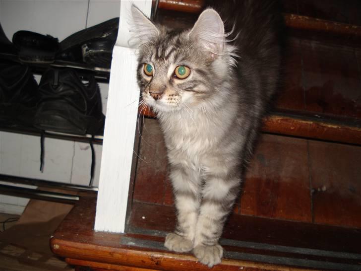 Maine Coon Diego billede 13
