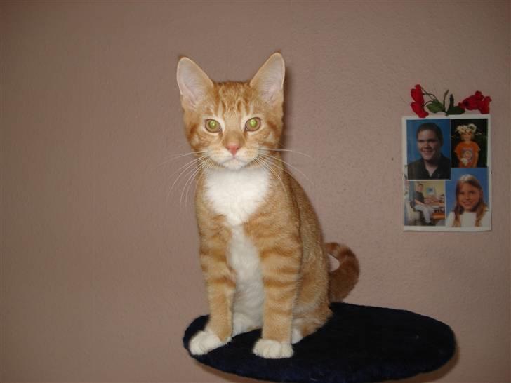 Blanding af racer Relan - Har du set mig.... billede 9