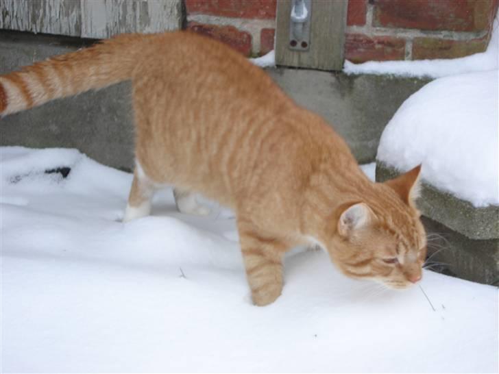 Blanding af racer Relan billede 10