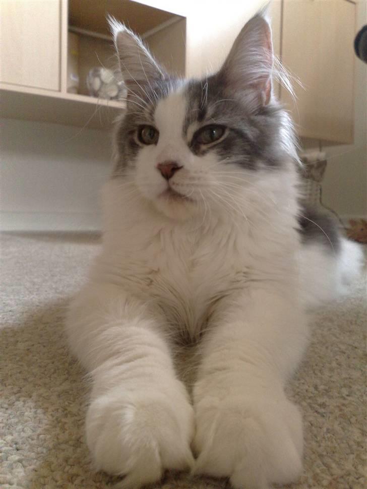 Maine Coon Bianca - august 2009 billede 1