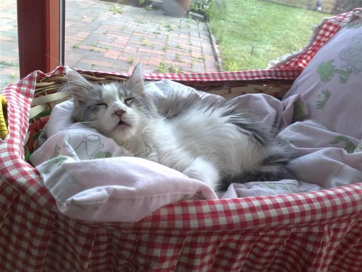 Maine Coon Bianca - Den vugge passer da lige til mig. maj 2009 billede 2