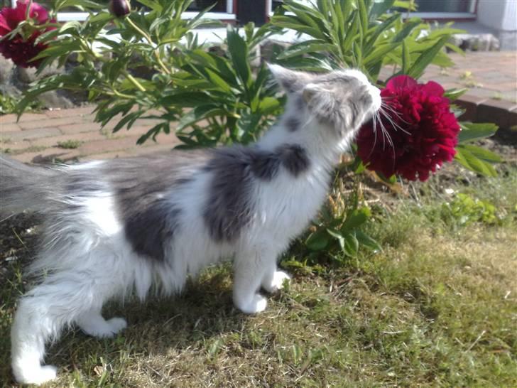 Maine Coon Bianca - uhm dufter goooodt billede 3