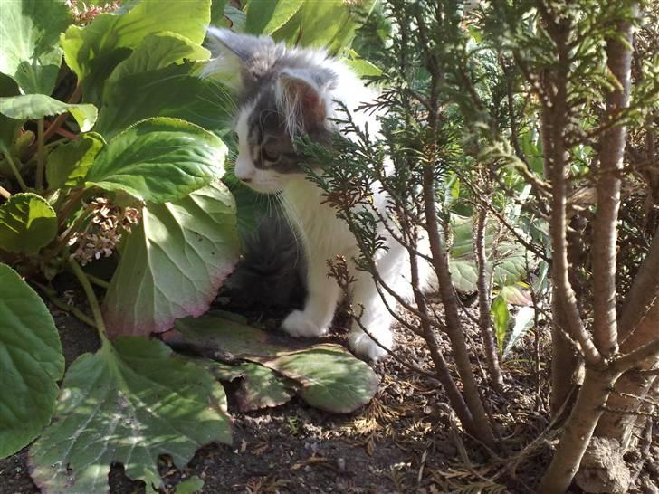 Maine Coon Bianca - spændende steder jeg kan gemme mig billede 4