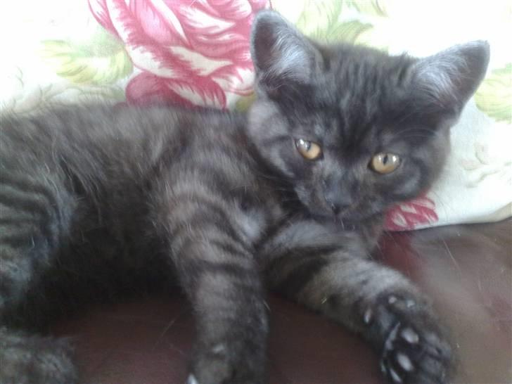 Blanding af racer Misser <3 - Er hun ikke bare sød :) billede 6