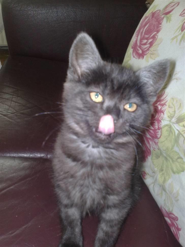 Blanding af racer Misser <3 - De vasker sig da bare altid de katte, som om hun er beskidt hehe billede 7