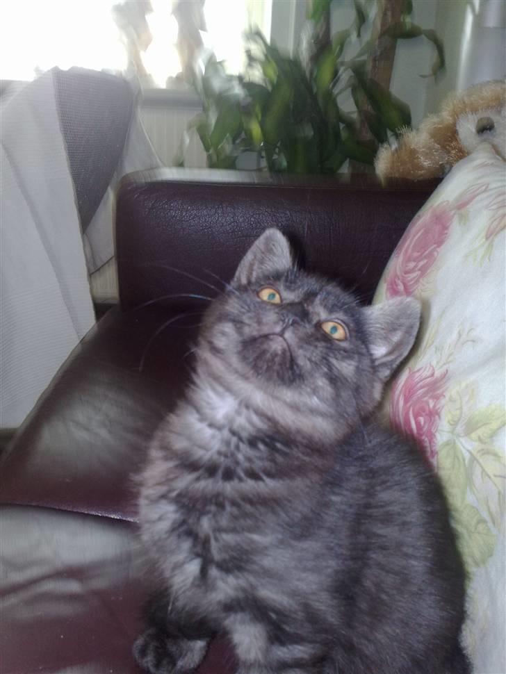 Blanding af racer Misser <3 - Jjeg skal nok fange dig . :P billede 8