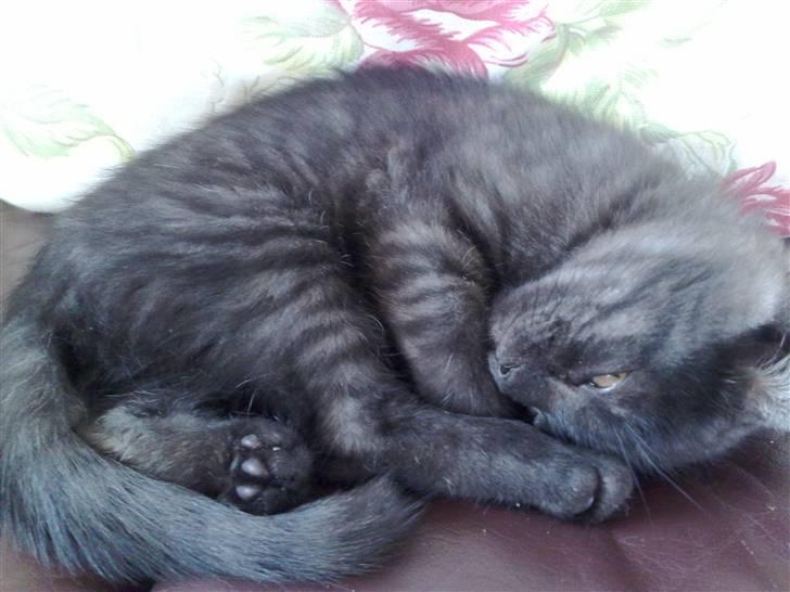 Blanding af racer Misser <3 - Må jeg ikke nok sove ... billede 9