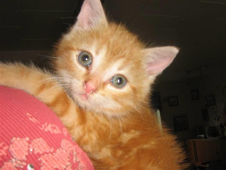 Blanding af racer Bølle billede 1