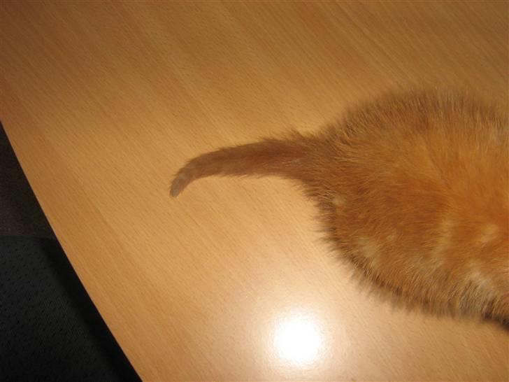 Blanding af racer Bølle billede 2