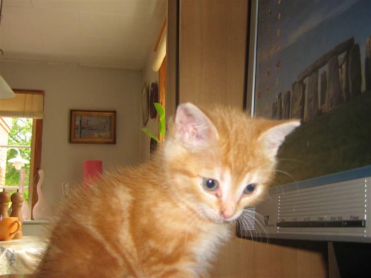 Blanding af racer Bølle billede 3