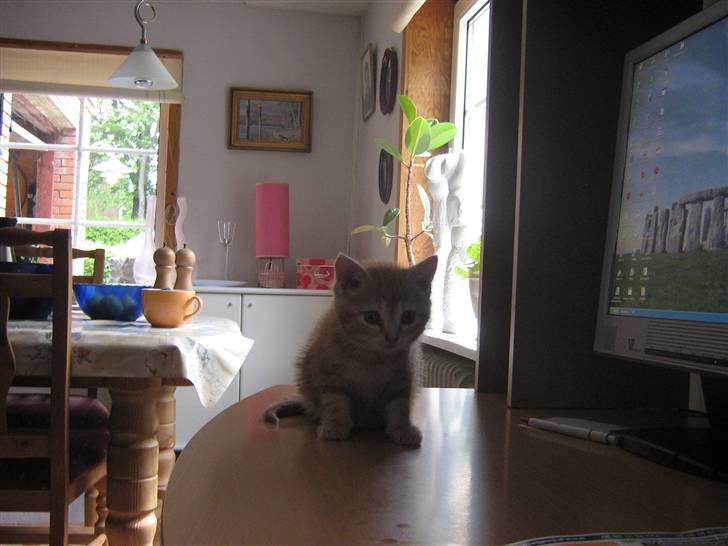 Blanding af racer Bølle billede 4