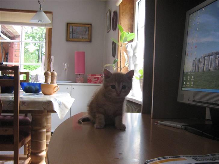 Blanding af racer Bølle billede 5