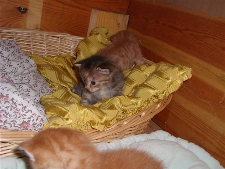 Blanding af racer Coke *Forsvundet* billede 15