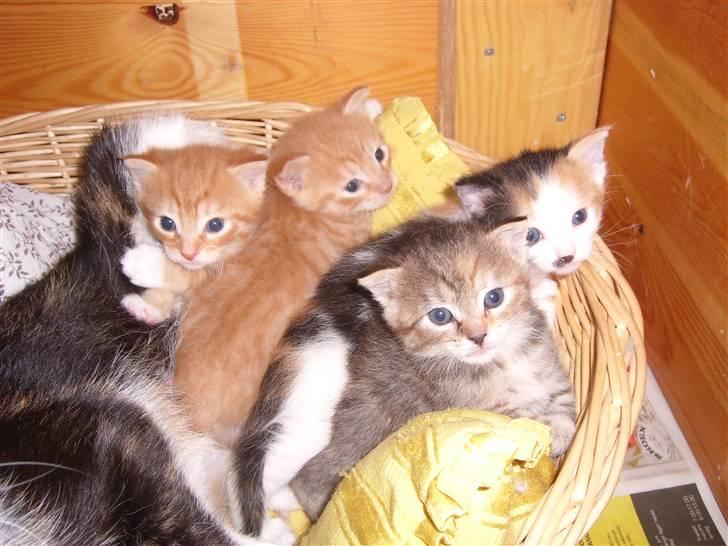 Blanding af racer Coke *Forsvundet* billede 16