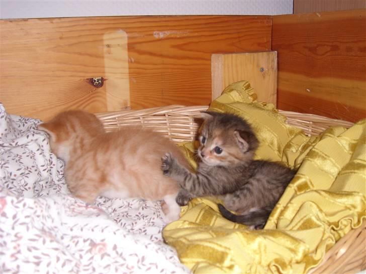 Blanding af racer Coke *Forsvundet* billede 17