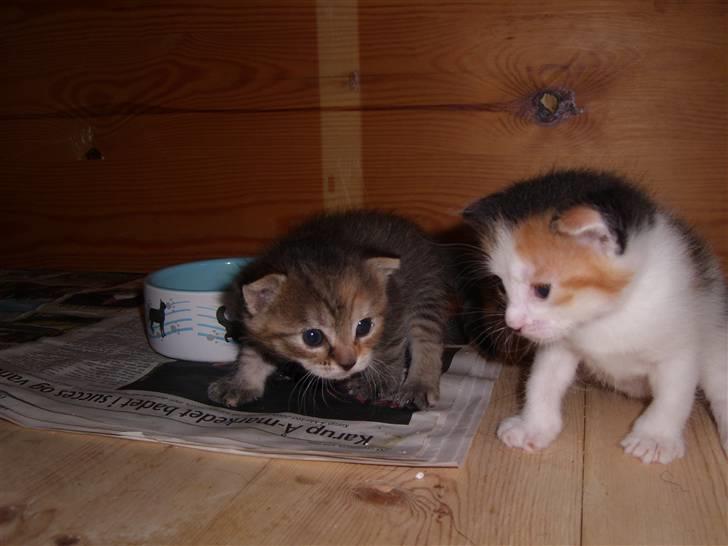 Blanding af racer Coke *Forsvundet* billede 18