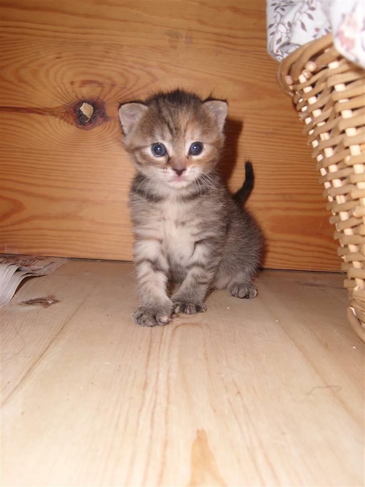 Blanding af racer Coke *Forsvundet* billede 19