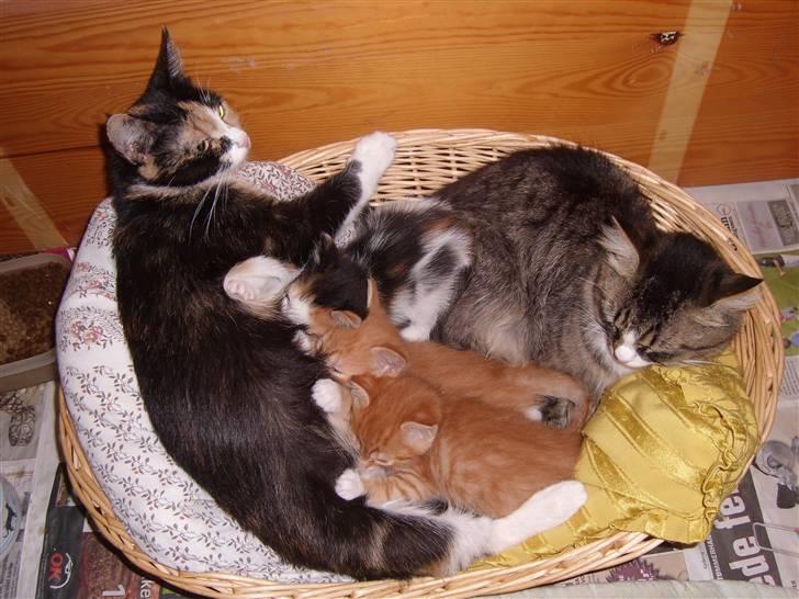 Blanding af racer Coke *Forsvundet* billede 20