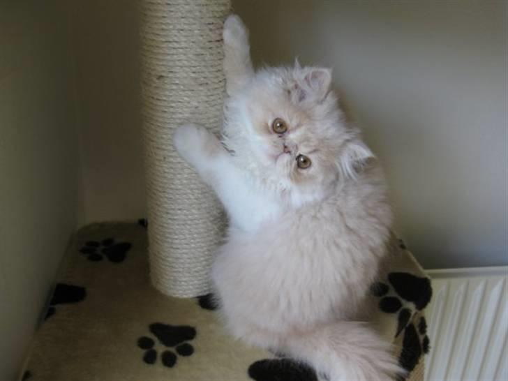 Perser bell - den første aften hjeme hos os hun er kun 12 uger gammel billede 1