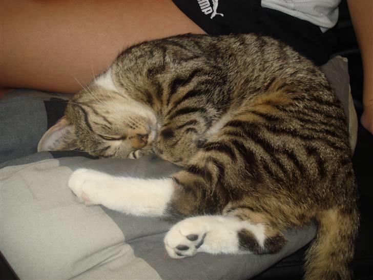 Huskat Putte billede 1