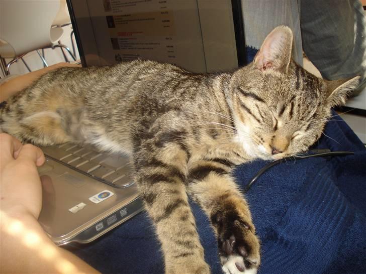 Huskat Putte - Ja, computeren må jo ikke få for meget opmærksomhed ;) billede 2