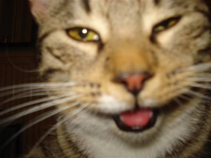 Huskat Putte billede 3