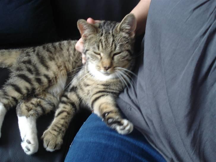 Huskat Putte billede 4