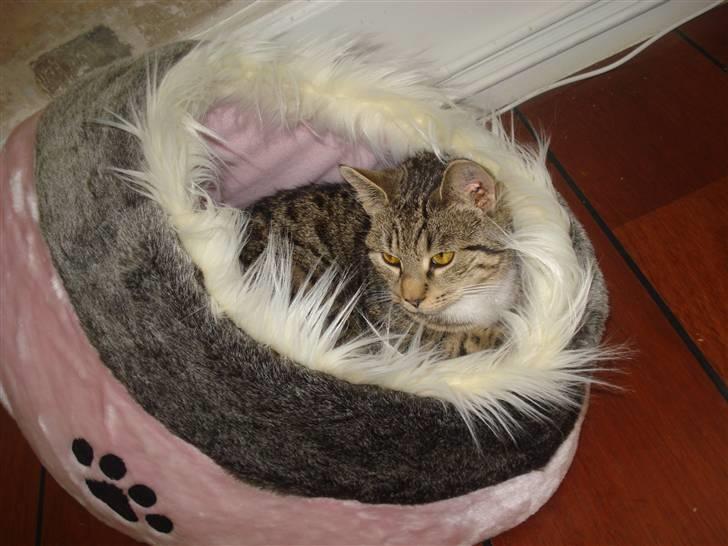 Huskat Putte billede 5