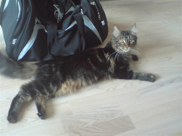 Maine Coon *SOLGT* Baily   25.10. - 14/5-09 billede 7