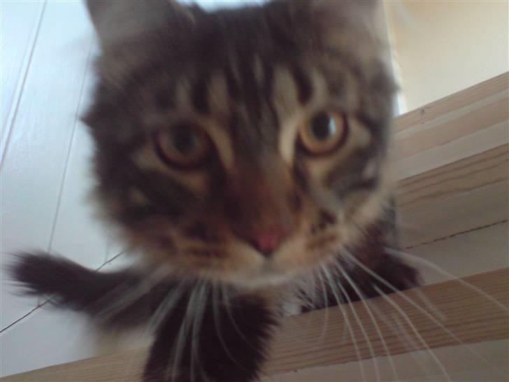 Maine Coon *SOLGT* Baily   25.10. - 9/5-09 billede 8