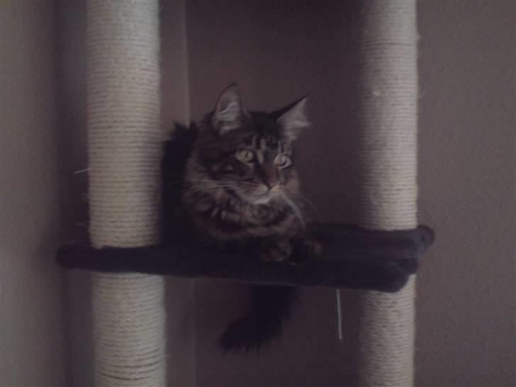 Maine Coon *SOLGT* Baily   25.10. billede 9