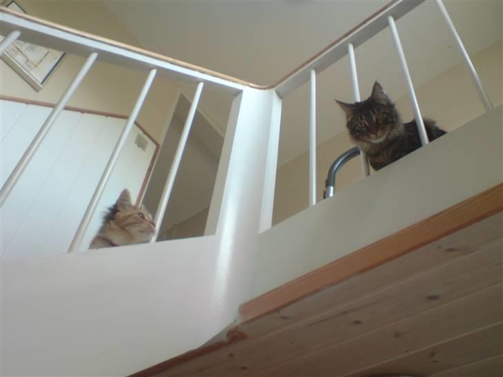 Maine Coon *SOLGT* Baily   25.10. billede 10