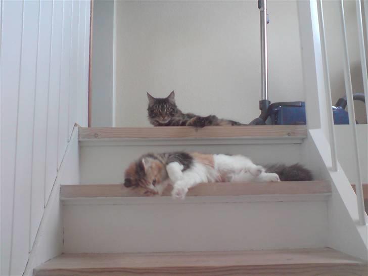 Maine Coon *SOLGT* Baily   25.10. billede 11