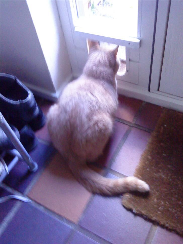 Huskat Semba - Her holder han udkig gennem sin kattelem :) billede 10