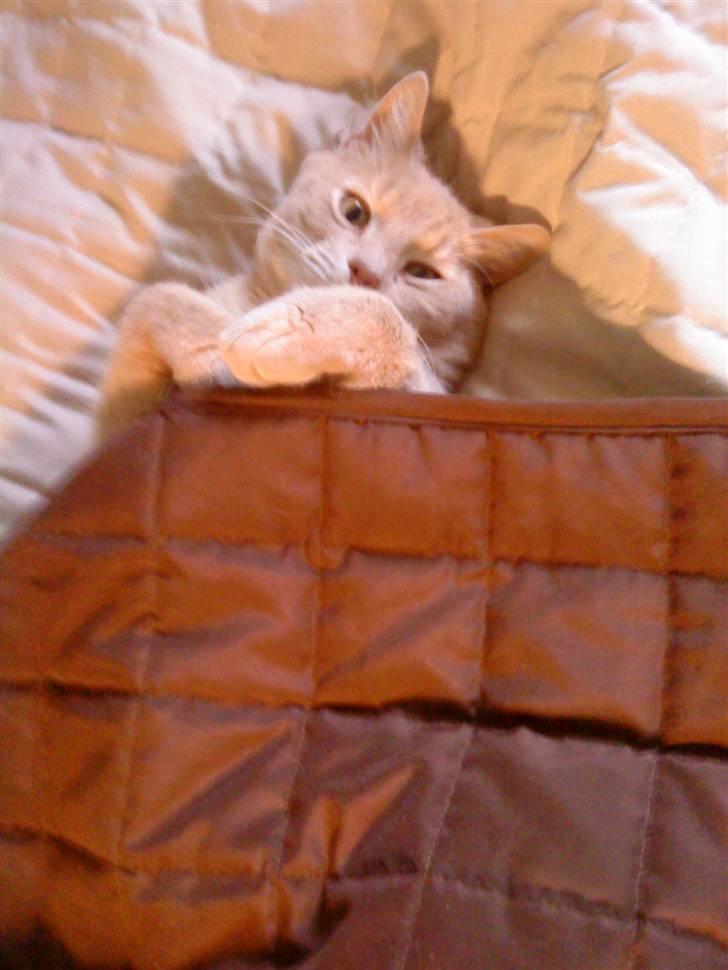 Huskat Semba - Altid dejligt at putte under et tæppe ;) billede 11