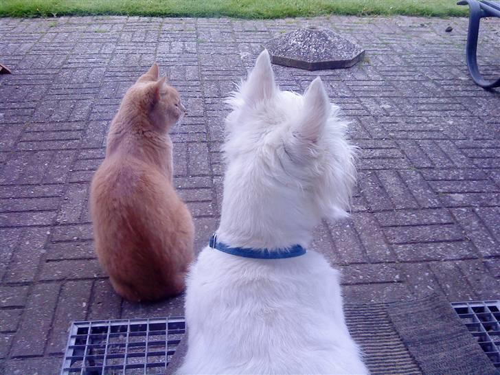 Huskat Semba - Her vogter han ved vores terrassedør, sammen med Vesti vores hund :) billede 12