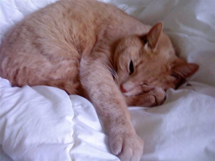 Huskat Semba - Årh han er så nuttet :) billede 13