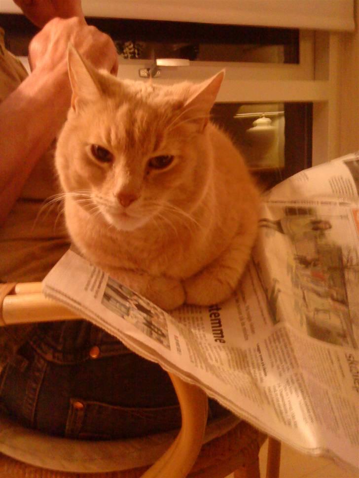 Huskat Semba - "Når far ikke gider fjerne avisen, bliver jeg jo bare nødt til at ligge mig" :p billede 14