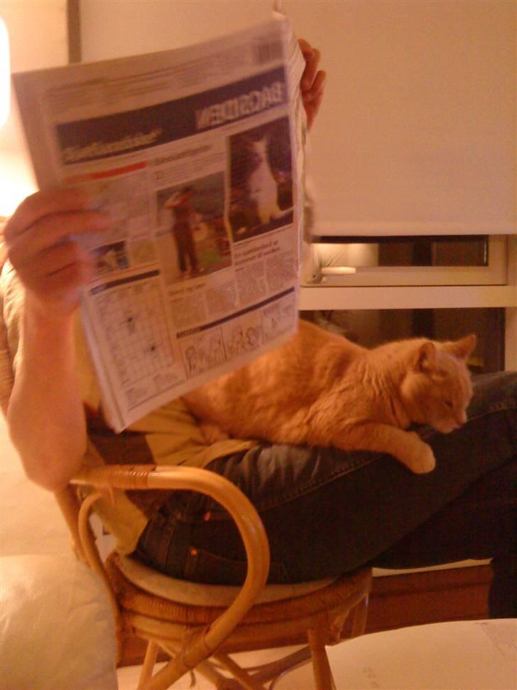 Huskat Semba - Stakkels far .. Så bliver han nødt til at holder avisen anderledes, fordi Semba absolut vil ligge hos ham :) billede 15