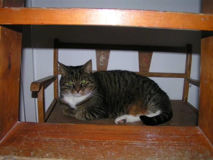 Huskat                      Bubu billede 9