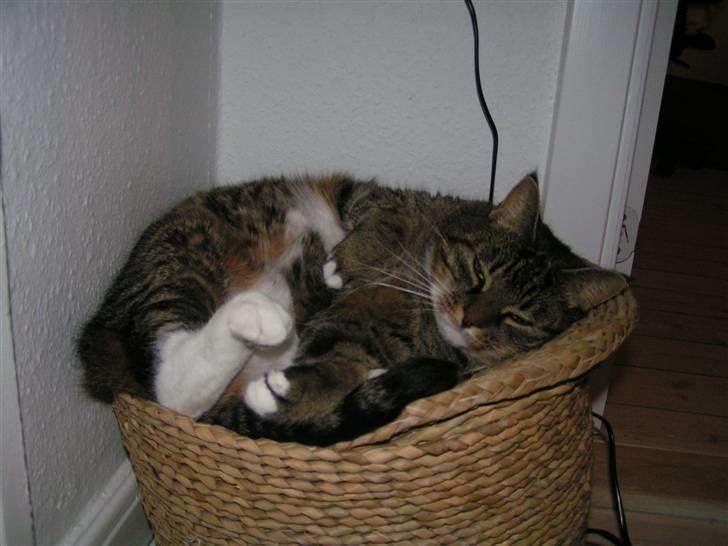 Huskat                      Bubu billede 10