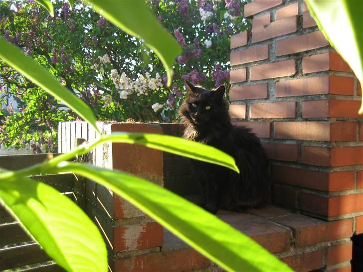 Norsk Skovkat                            Prinsesse Lotte billede 19