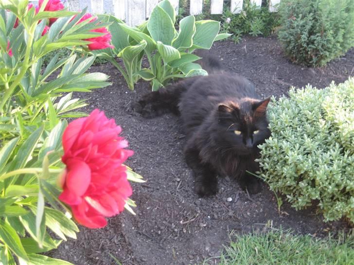 Norsk Skovkat                            Prinsesse Lotte billede 20