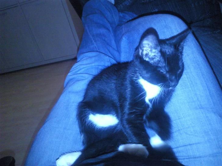 Huskat Nala - AT SOVE billede 14