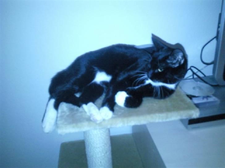 Huskat Nala - droningen over alle droninger billede 15