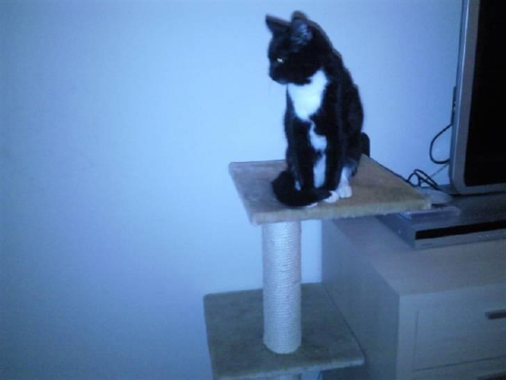 Huskat Nala - ingen kan fange mig helt her oppe ;) billede 16