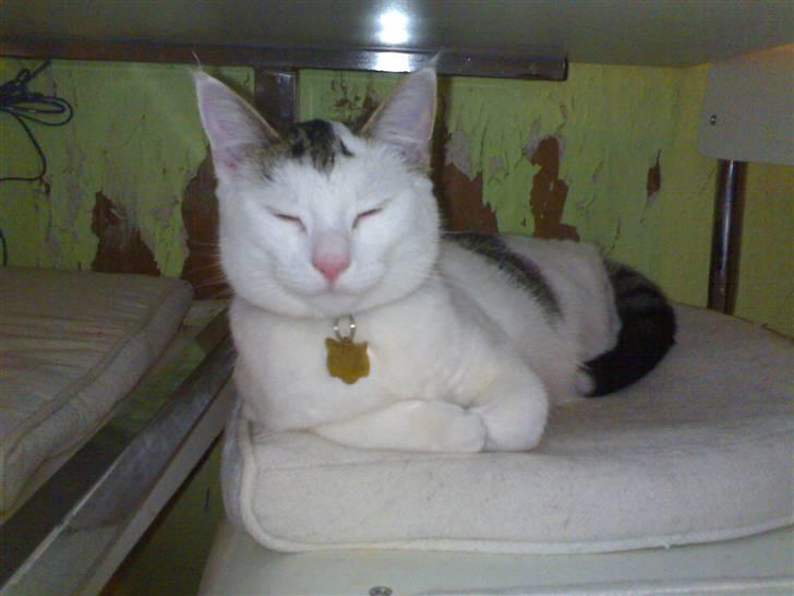 Huskat Lisa - Lisa når hun elsker at sove på en køkkenstol billede 1