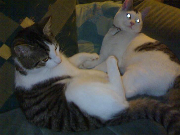 Huskat Lisa - Lisa elskede at sove sammen med hendes bror Speedy, men han er ikke længere billede 2