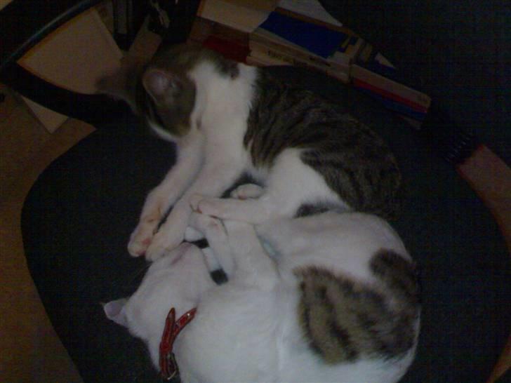 Huskat Lisa - Endnu et godt billede på de to søskende der elskede at sove sammen billede 3